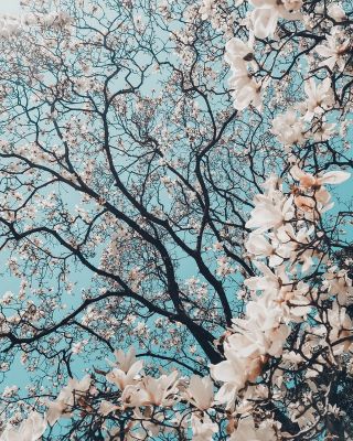 Kisah Lagu Hana Wa Saku